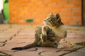 Hal terpenting untuk menjadikan bulu kucing tetap lembut ialah dengan menyisir nya setiap hari. Tips Menghapuskan Kutu Kucing Pada Si Comel Kesayangan Anda Ceriasihat