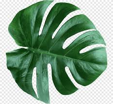 Monstera Leaf Png Images Pngegg Leaf monstera houseplant root, leaf, green leaf png clipart. monstera leaf png images pngegg