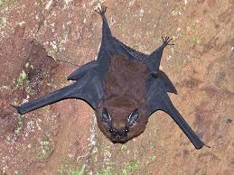 Image result for Batia internella