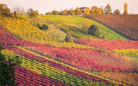 However, discovering wines in the region may be a challenge, because for every zone there are several subzones where the requirements are different. Emilia Romagna