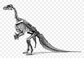 You can use these dinosaur skeletons clip arts for your website, blog, or share them on social networks. Tyrannosaurus Dinosaur Fossil Paleontology Skeleton Black And White Dinosaur Skeleton Clipart 4484428 Pikpng