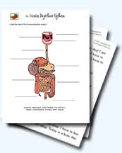 Digestive system with modelling clay by neus digestion worksheet answers 418744 digestive system crossword with diagram editable digestion worksheet answers 6691406. Digestive System Worksheets