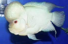How To Care For Flowerhorn Fish Aquarium Fish Freshwater Aquarium Fish Freshwater Aquarium