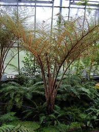 Image result for Cyathea cf. humilis