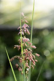 Image result for Melinis minutiflora