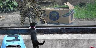 Maybe you would like to learn more about one of these? Foster Kittens And Dogs Were Greeted By Animals At The San Antonio Zoo