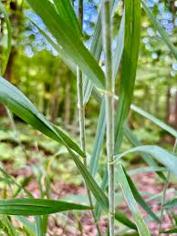 Image result for Aristida diffusa