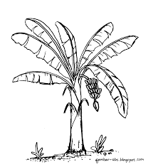 Sketsa Gambar Pohon Pisang Garlerisket
