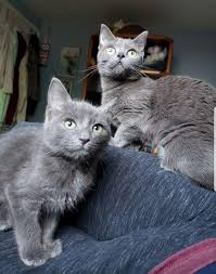 What is difference between russian blue vs korat? Are These Russian Blues They Re For Adoption And Listed As Domestic Shorthairs But They Re Giving Me Russian Blue Vibes Cats
