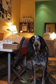 Let's take a look at some of the most important modern bedroom design elements that can help you replicate the magazine look. 130 Redbones Coonhounds Plotthounds Ideas Coonhound Redbone Coonhound Dogs