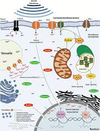 Animal cells contain a nucleus, cell. A Model Summarizing The Molecular Events Triggered Within A Plant Cell Download Scientific Diagram