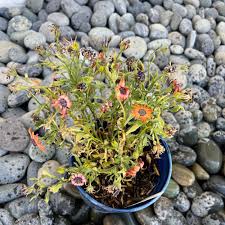 Image result for Osteospermum muricatum