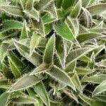 Image result for Cyanotis vaga