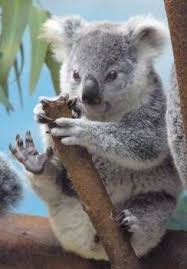This Is A Picture Of An Obviously Really Cute Koala Bear I Chose This Animal Because It Is My Best Friend S Favorite Ani Cute Koala Bear Koala Bear Baby Koala