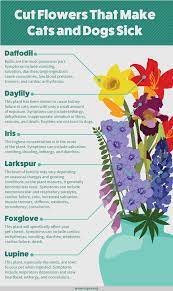 All parts of the plant are toxic to cats. Houseplants Safe For Cats And Dogs Fix Com