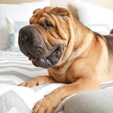 This guide is aimed to help you avoid behavioral problems and symptoms of stress and boredom. Shar Pei Pdsa