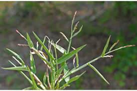 Image result for Urochloa arrecta