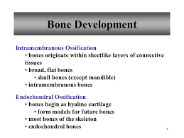 Bone Development Intramembranous Ossification Anatomy Education Anatomy And Physiology Lectures Notes