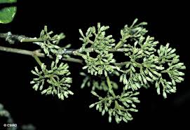 Image result for Pisonia aculeata