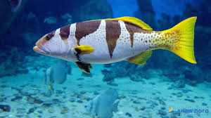 Image result for Corallocarpus poissonii