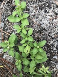 Image result for Acanthospermum australe