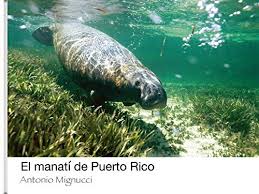 What does the name manati mean? El Manati De Puerto Rico Mignucci A 9780982386408 Amazon Com Books