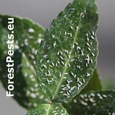 Image result for Euonymus Scale