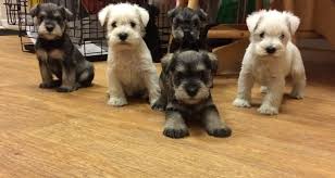 The miniature schnauzer is the smallest in the trio of schnauzer breeds. Miniature Schnauzer Info Temperament Puppies Pictures