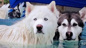 Malamute Jumps In Pool When He Hears Bath Then Howls With Husky In 2020 Malamute Husky Pet Meds