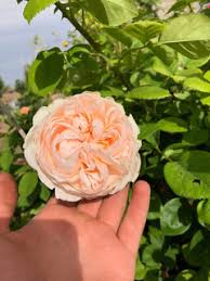 Successive flushes of blooms from spring to frost. Least Favorite Rose