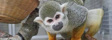 Sure, they are cute as babies. Squirrel Monkeys Rspca