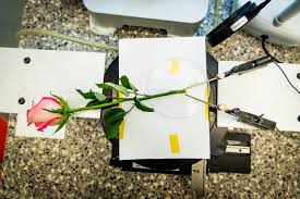 Plants absorb sunlight and turn it into carbohydrates (see how food works for a discussion of carbohydrates). A Rose To Store Energy In Vivo Polymerization And Manufacturing Of Wires And Supercapacitors In Plants