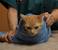 Cat In Towel Meme