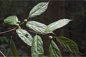 Image result for Leptonychia