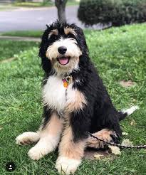 Mini bernedoodle puppies of illinois!! What Is A Bernedoodle Joley Aire