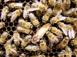 Image result for Queen bee