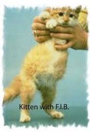 Pedersen est directeur du laboratoire de génétique vétérinaire et du centre de santé de l'animal de. La Peritonite Infectieuse Feline Pif Comment Elle Se Declare Conseils Du Veterinaire