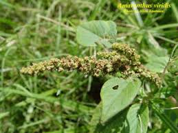 Image result for Amaranthus viridis