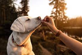 Dog Refuses To Eat Unless Fed By Hand What To Do