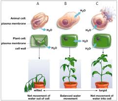 The water potential was calculated at the beginning of the experiment (a) and after water movement reached. 1 1 Osmosis Protocol Biology Libretexts