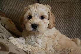 We did not find results for: Puppies For Sale Puppies Cockapoo Puppies Potty Training Puppy