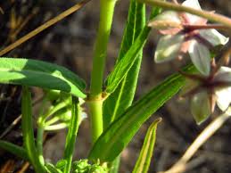 Image result for Asclepias palustris
