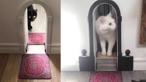 See more ideas about cats, crazy cats, cats and kittens. Man Builds Tiny Doorways For His Cats Youtube
