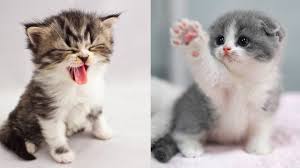 We picked out some of the cutest cat breeds for you to look through. Baby Cats Cute And Funny Cat Videos Compilation 16 Aww Animals Youtube