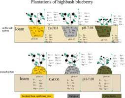 Now back to the topic of this article — acidifying the soil. The Feasibility Of Growing Highbush Blueberry V Corymbosum L On Loamy Calcic Soil With The Use Of Organic Substrates Sciencedirect