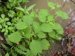 Image result for Isodon ramosissimus