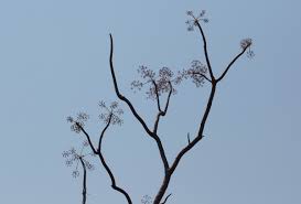 Image result for Steganotaenia