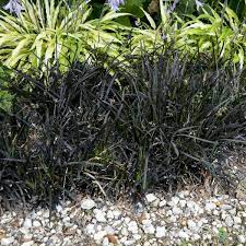 It grows from short rhizomes, and bears tufts of grasslike leaves. Ophiopogon Planiscapus Niger Walters Gardens Inc