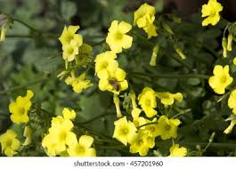 Image result for Oxalidaceae
