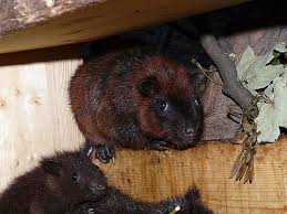 The giant cloud rat is the largest species of rat in the world. Phloeomys Cumingi Southern Luzon Giant Cloud Rat In Zoologischer Garten Leipzig